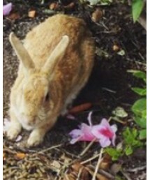 大久野島 | その他