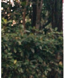 ahuayecai | パーカー