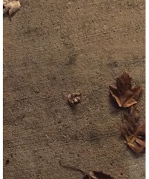 COLE HAAN | その他シューズ