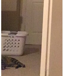 AMERICAN EAGLE OUTFITTERS | デニムパンツ