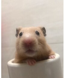 シャツGUです | シャツ/ブラウス