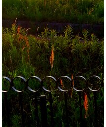 愛犬チロ | その他