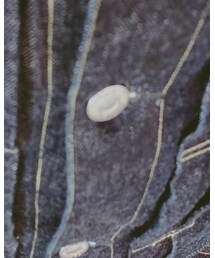 Tcb jeans | デニムジャケット