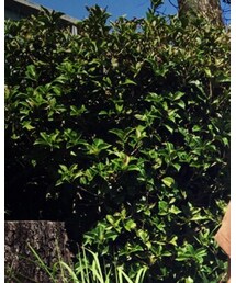 STYLENANDA | サングラス