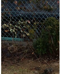 しまむら | ライダースジャケット