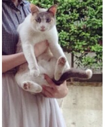 にゃんころ | その他