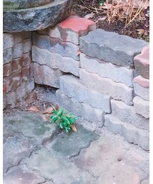 ZALORA | レギンス/スパッツ