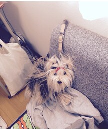 fuzzy nation | ヨークシャテリア風(スマホケース/カバー)