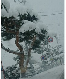 the 雪国 | その他