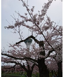 桜 | その他