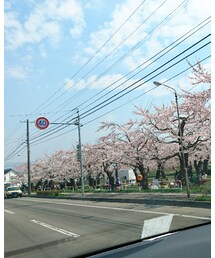 桜🌸 | その他