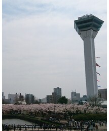 五稜郭タワーと桜 | その他