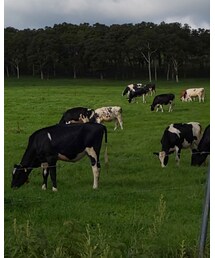 牛だらけ❗️ | その他