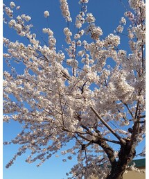 桜 | その他