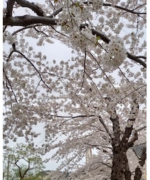 桜 | その他