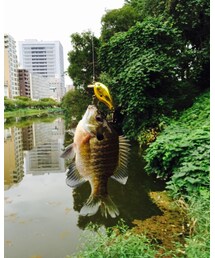 ギルさん | その他