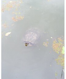 移動しても餌をくれる。と思って必死についてくる | その他