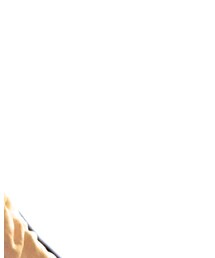 Maison Kitsune | スマホケース/カバー