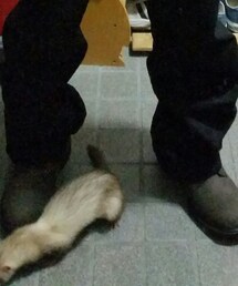 Timberland | ブーツ