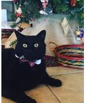 petcoの「その他(その他)」
