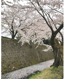 桜🌸 | その他