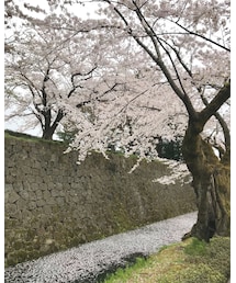 桜🌸 | (その他)