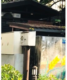 PAZZO | スカート