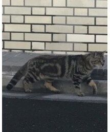 cat | その他