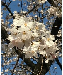 cherry blossom | (その他)