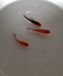 金ちゃん(その他)