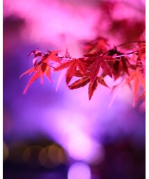 二条城のライトアップ🍁✨ | その他