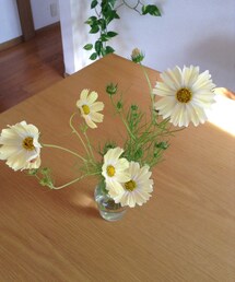 レモン色のコスモス | レモン色のコスモス♡(福袋/福箱)