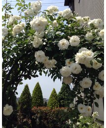 nene*の庭 | その他