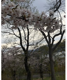 桜 | 写真撮るの下手すぎる…😭(その他)