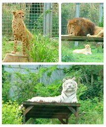 動物いっぱい2🐰🐰🐰 | その他