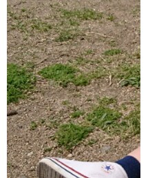 Familiar  | ソックス/靴下