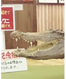ワニの剥製 | その他