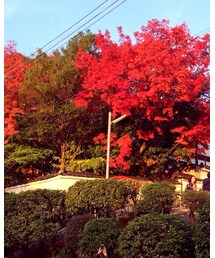 去年の紅葉 | その他