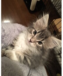 猫 | その他