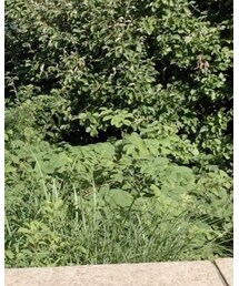 しまむら | Tシャツ/カットソー