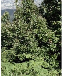 babyGAP | キャップ