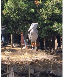 ハシビロコウ | その他