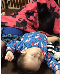 パパと爆睡中…にクロも参加したい🐱 | その他