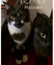 モデル画像🐱 | 真ん中の柄がポイントにゃ🐱(その他)