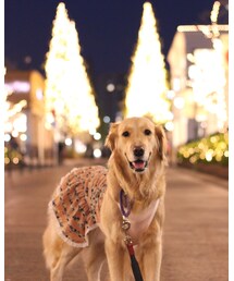 クリスマスイルミネーション | その他