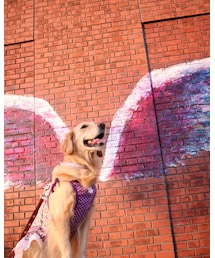 愛犬🐶♡ | その他