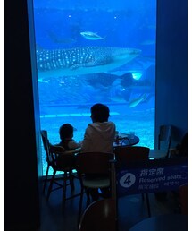 美ら海水族館 | その他