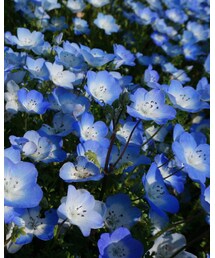 no brand | ネモフィラ(その他)