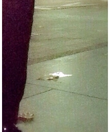 ANTEPRIMA | シューズ