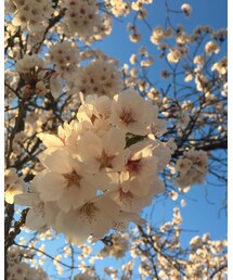 花見🌸 | その他